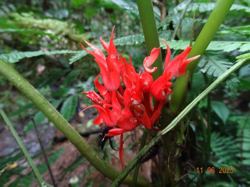 Trichodrymonia binata photo 8