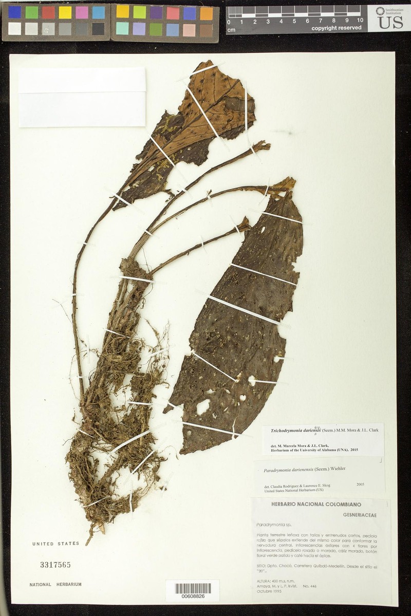 Trichodrymonia darienensis