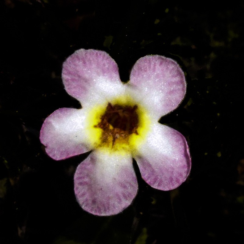 Trichodrymonia erythropus