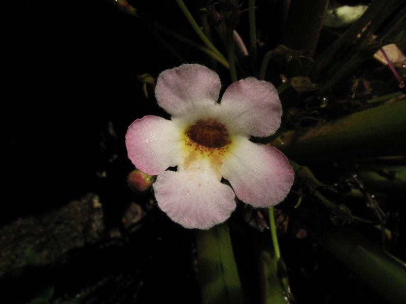 Trichodrymonia erythropus photo 6