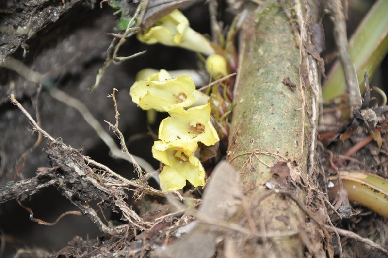 Trichodrymonia flava photo 2