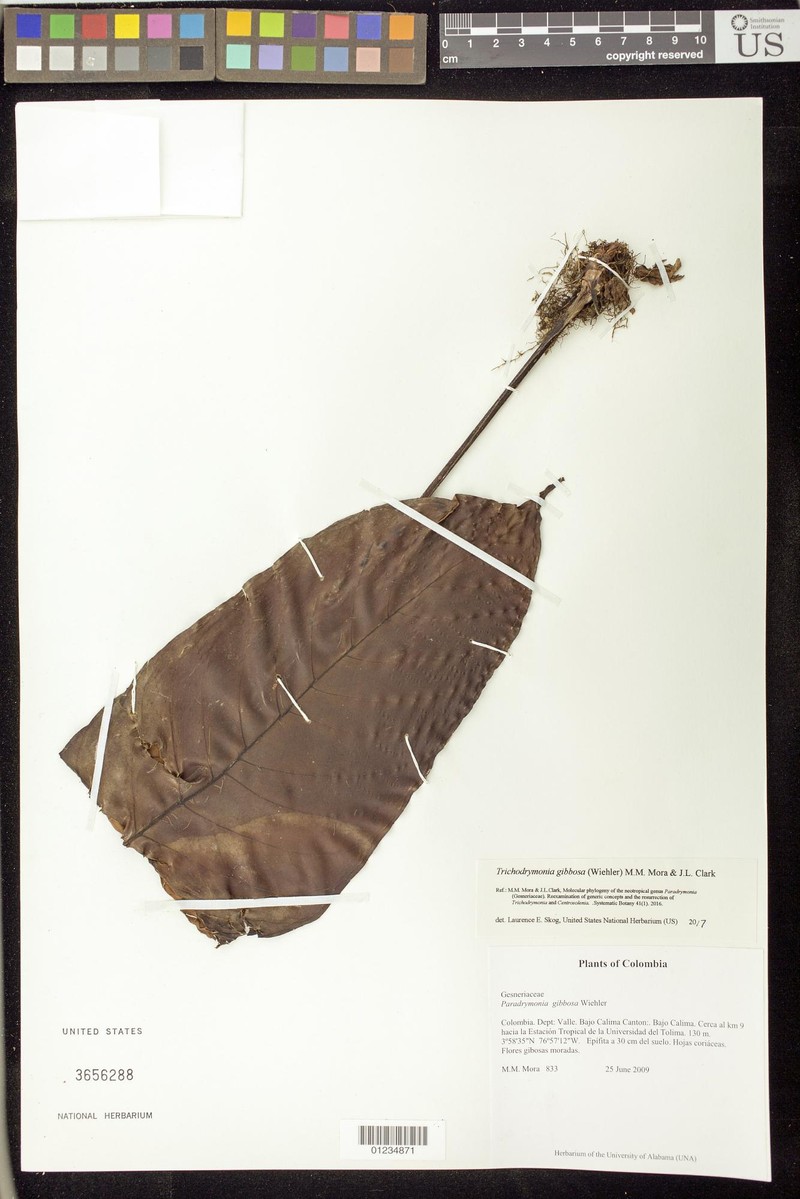Trichodrymonia gibbosa