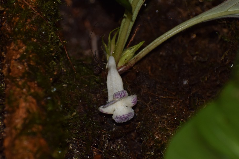 Trichodrymonia hirta