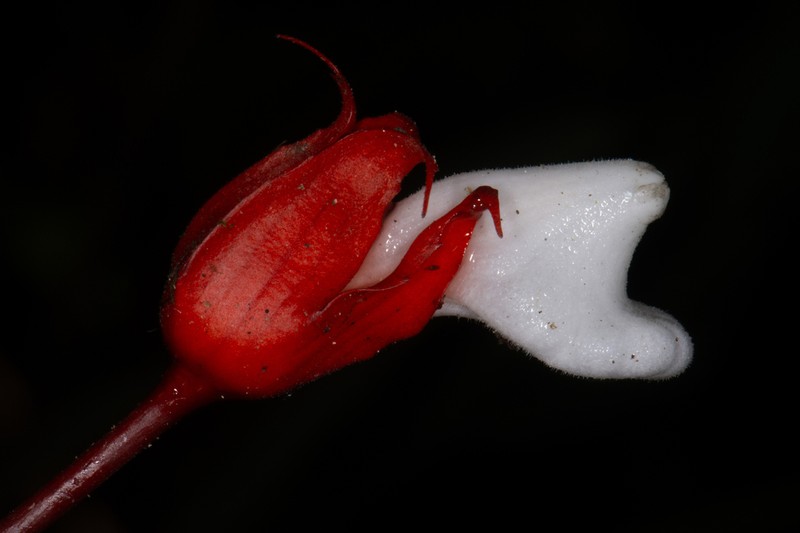 Trichodrymonia hypocyrta photo 2