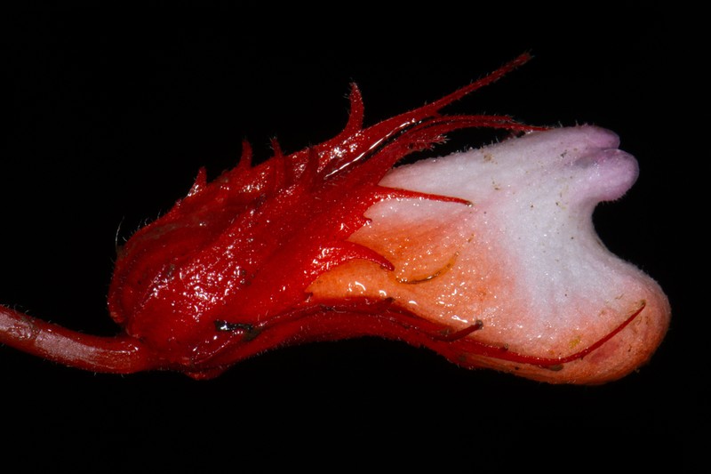 Trichodrymonia hypocyrta photo 3