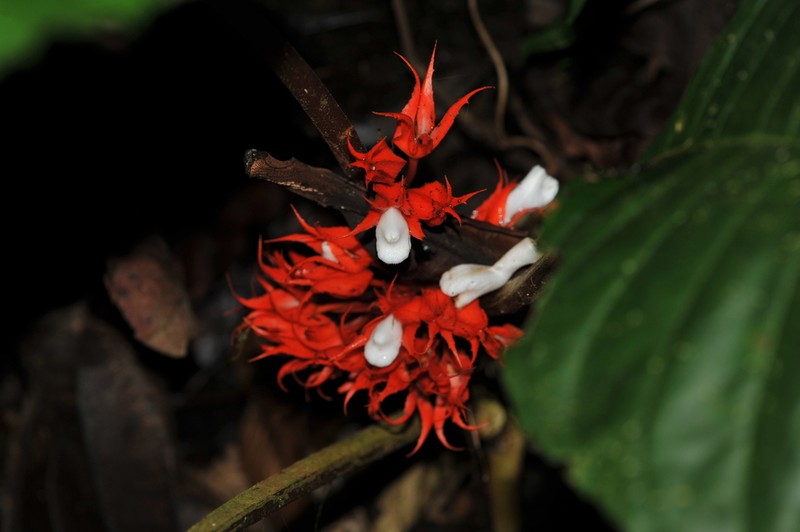 Trichodrymonia hypocyrta photo 4