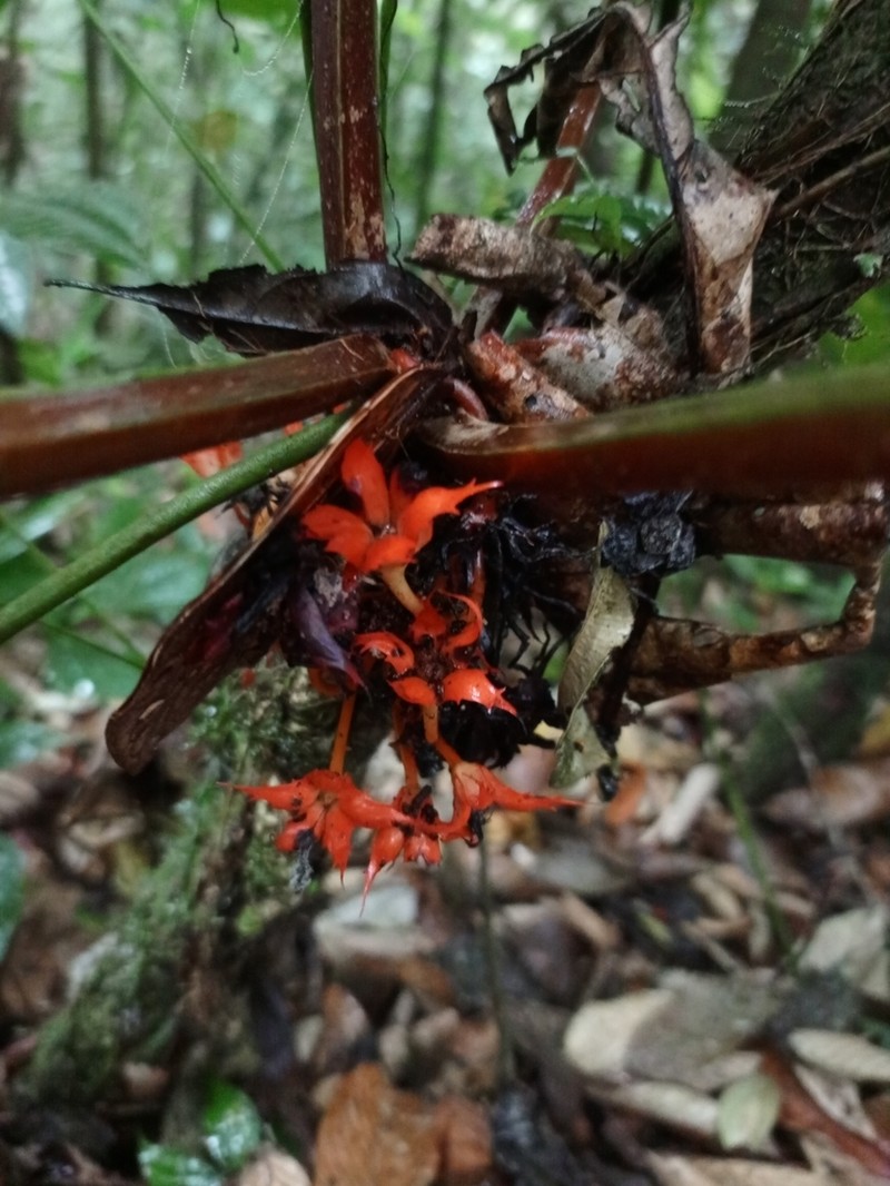 Trichodrymonia hypocyrta photo 5