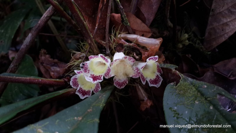 Trichodrymonia lineata