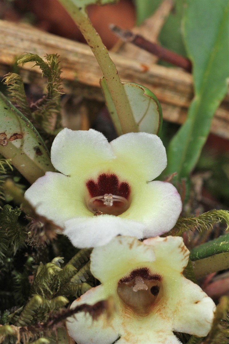 Trichodrymonia lineata photo 3