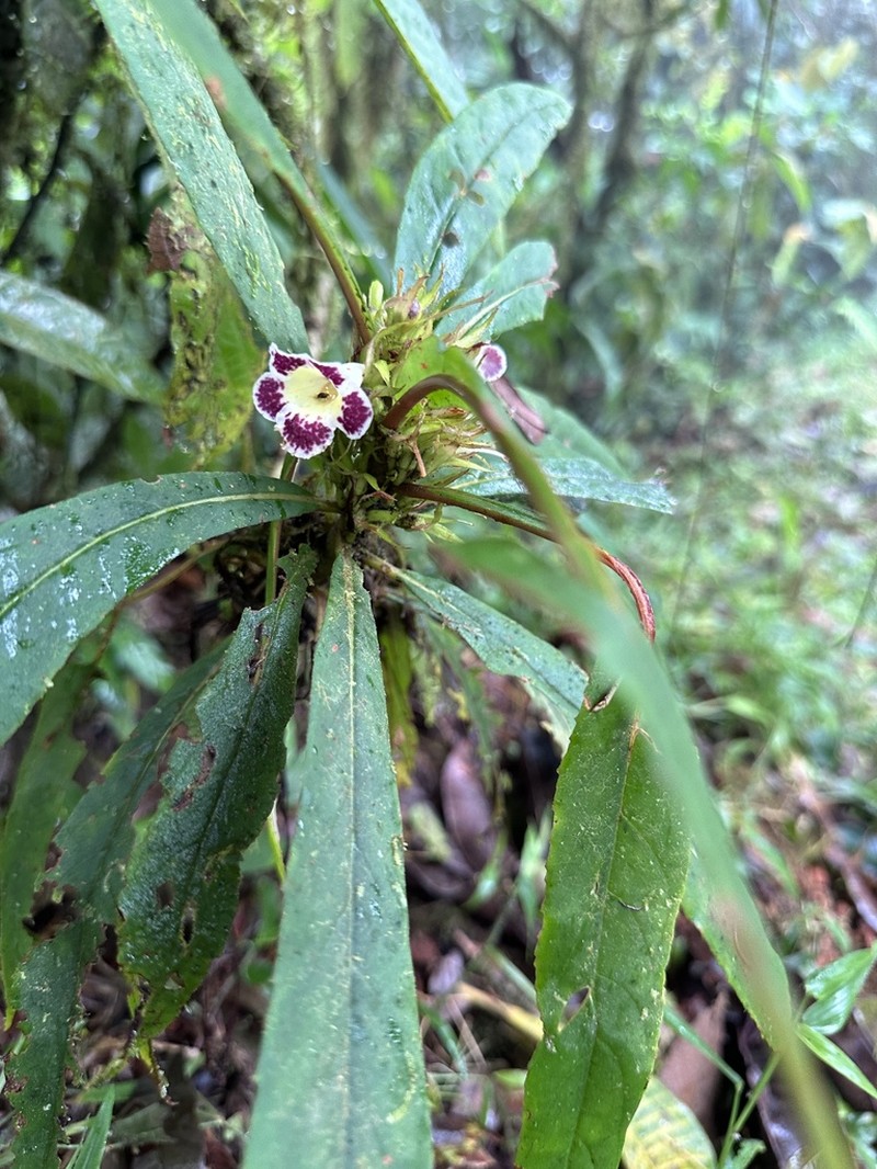 Trichodrymonia lineata photo 4