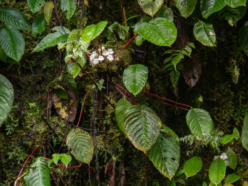 Trichodrymonia longipetiolata