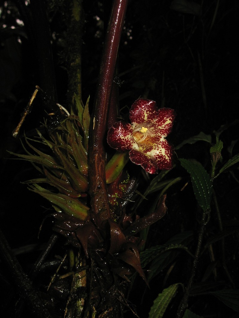 Trichodrymonia macrophylla
