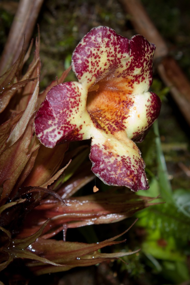 Trichodrymonia macrophylla photo 2