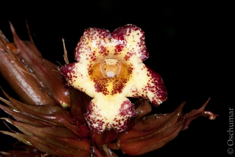 Trichodrymonia macrophylla photo 3