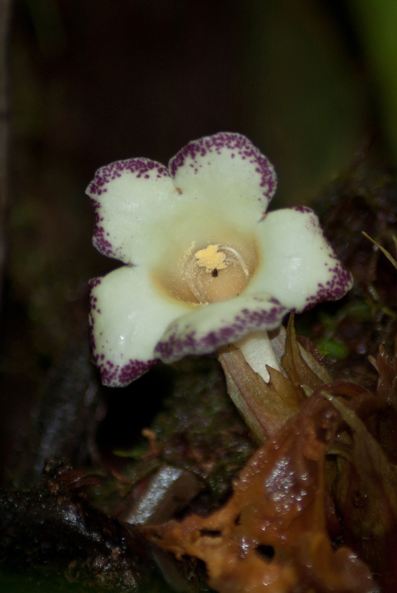 Trichodrymonia macrophylla photo 4