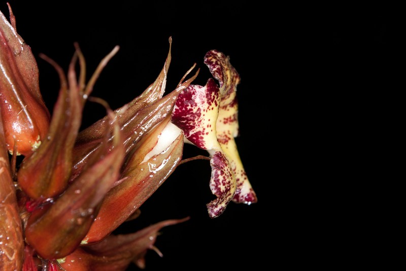 Trichodrymonia macrophylla photo 5