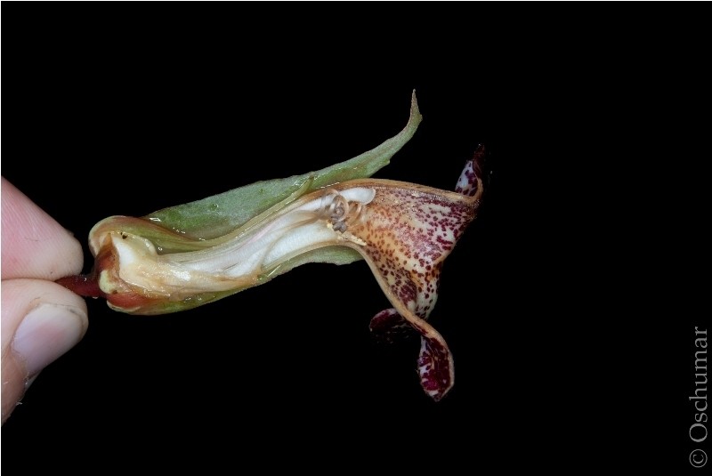 Trichodrymonia macrophylla photo 6
