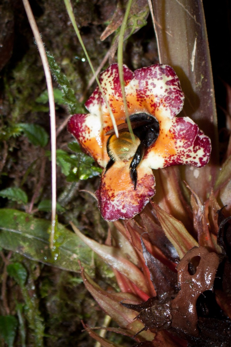 Trichodrymonia macrophylla photo 7