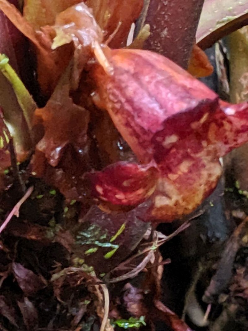 Trichodrymonia macrophylla photo 8
