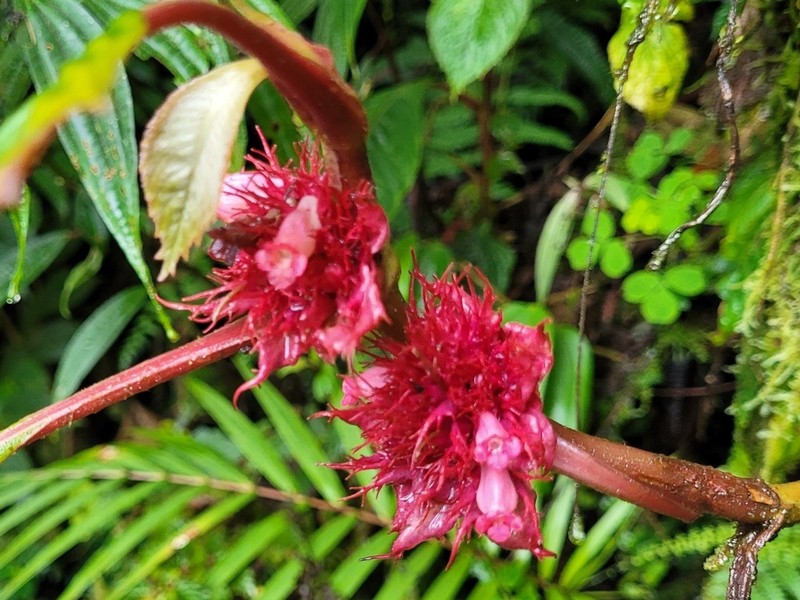 Trichodrymonia metamorphophylla