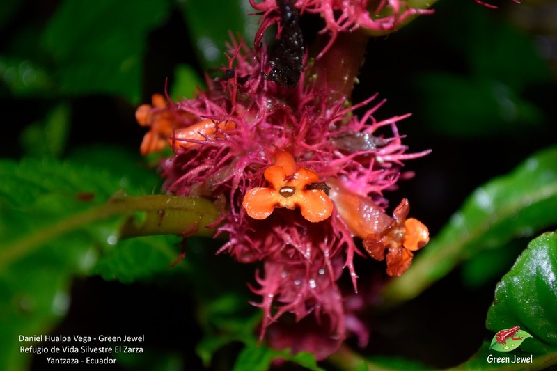 Trichodrymonia metamorphophylla photo 2