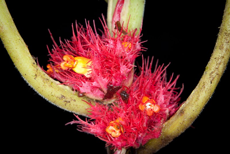 Trichodrymonia metamorphophylla photo 3