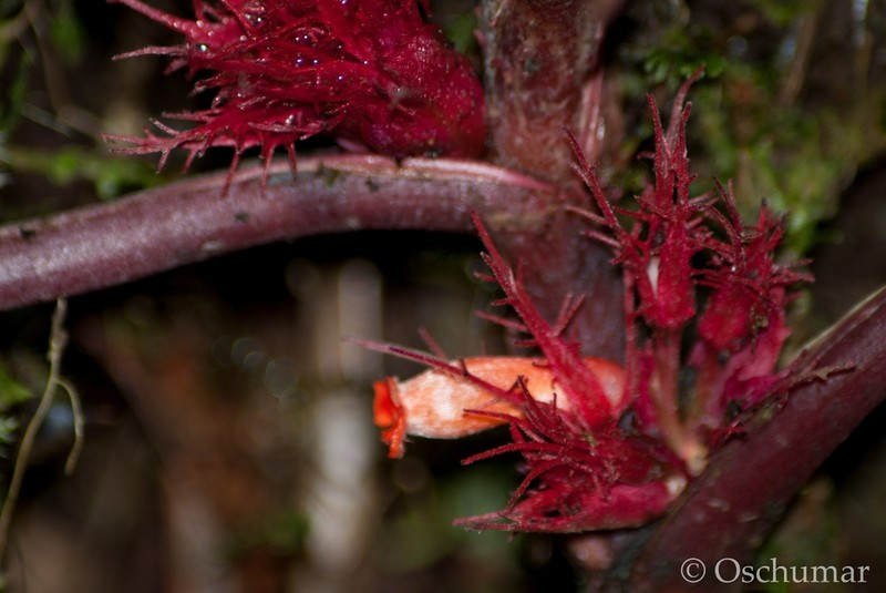 Trichodrymonia metamorphophylla photo 4