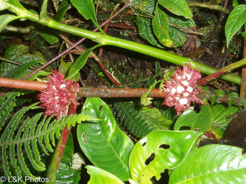 Trichodrymonia metamorphophylla photo 5