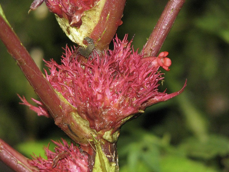 Trichodrymonia metamorphophylla photo 7