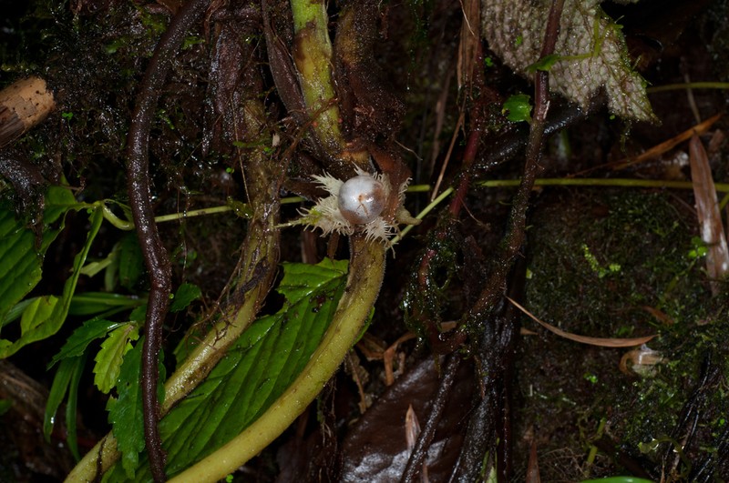 Trichodrymonia metamorphophylla photo 8