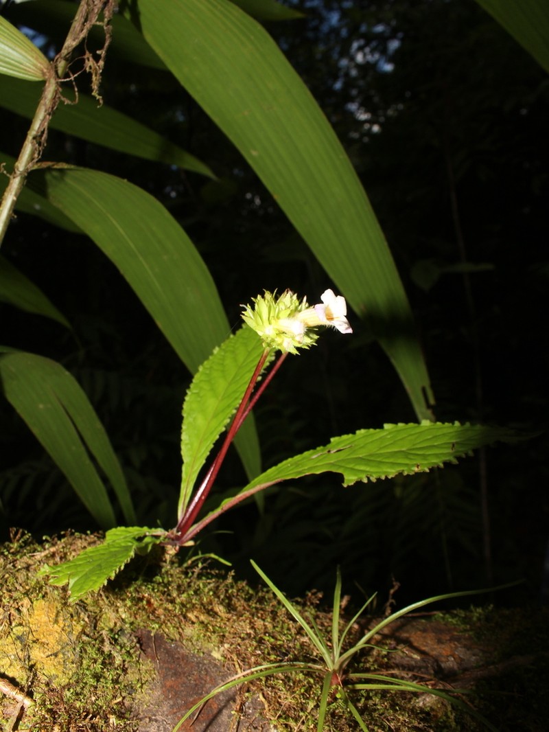 Trichodrymonia pedunculata