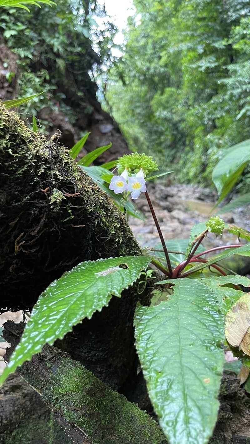 Trichodrymonia pedunculata photo 2