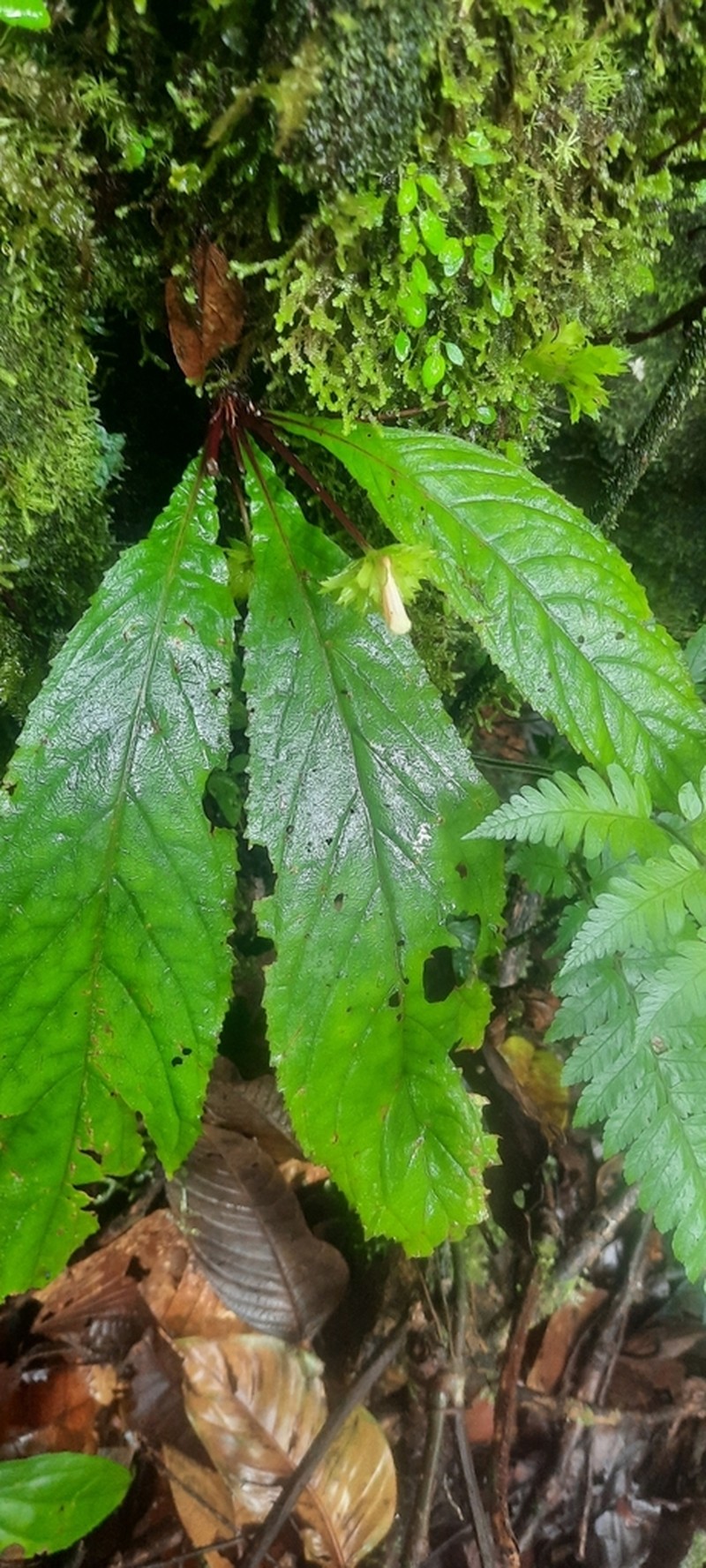 Trichodrymonia pedunculata photo 3