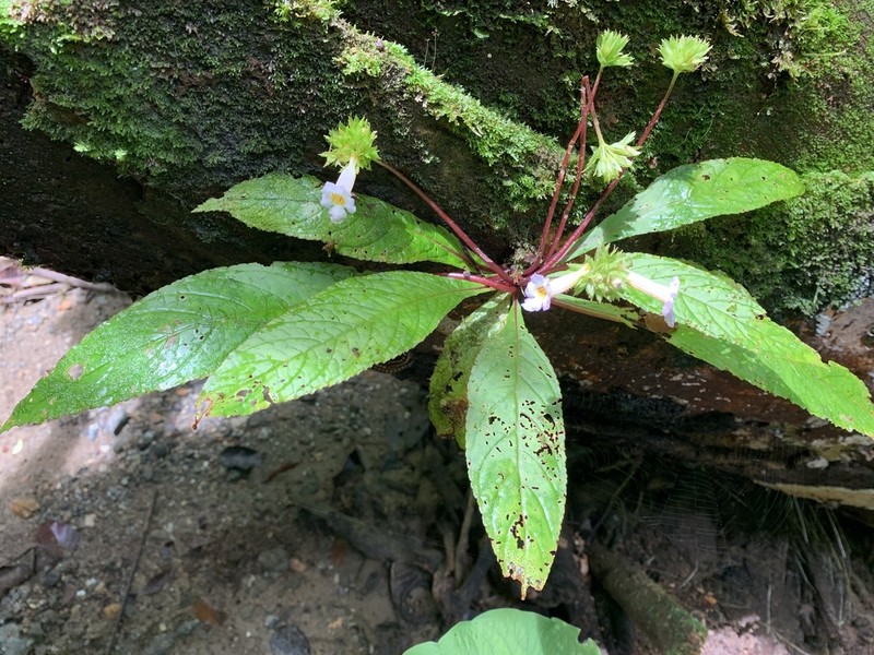 Trichodrymonia pedunculata photo 4