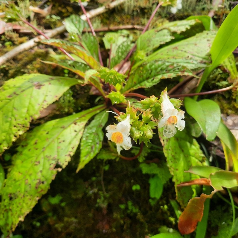 Trichodrymonia pedunculata photo 5