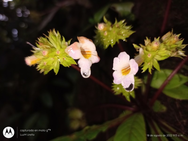 Trichodrymonia pedunculata photo 8