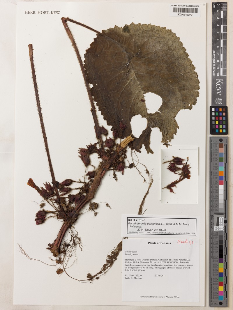 Trichodrymonia peltatifolia