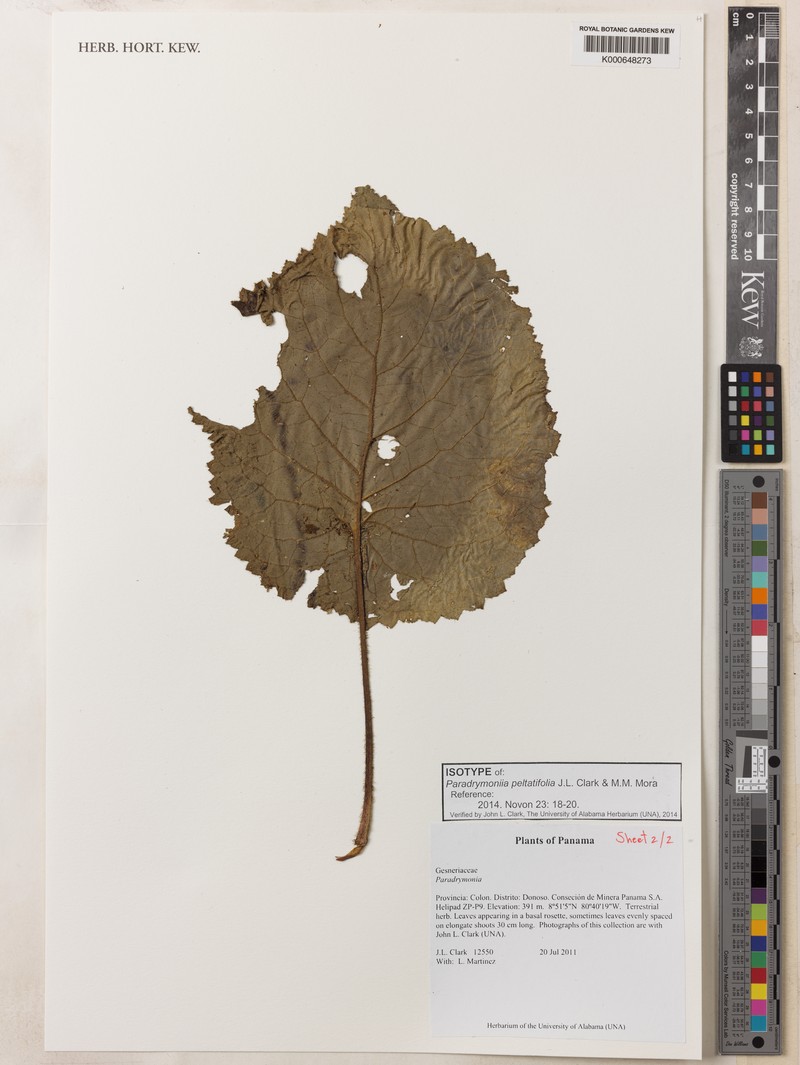 Trichodrymonia peltatifolia photo 2