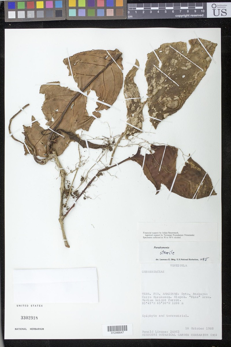 Trichodrymonia sastrei