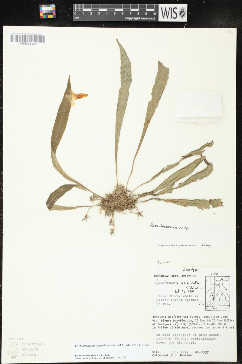 Trichodrymonia sastrei photo 3