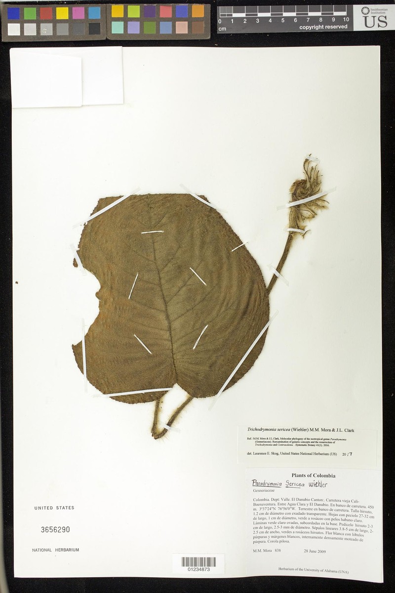 Trichodrymonia sericea
