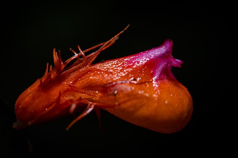 Trichodrymonia splendens