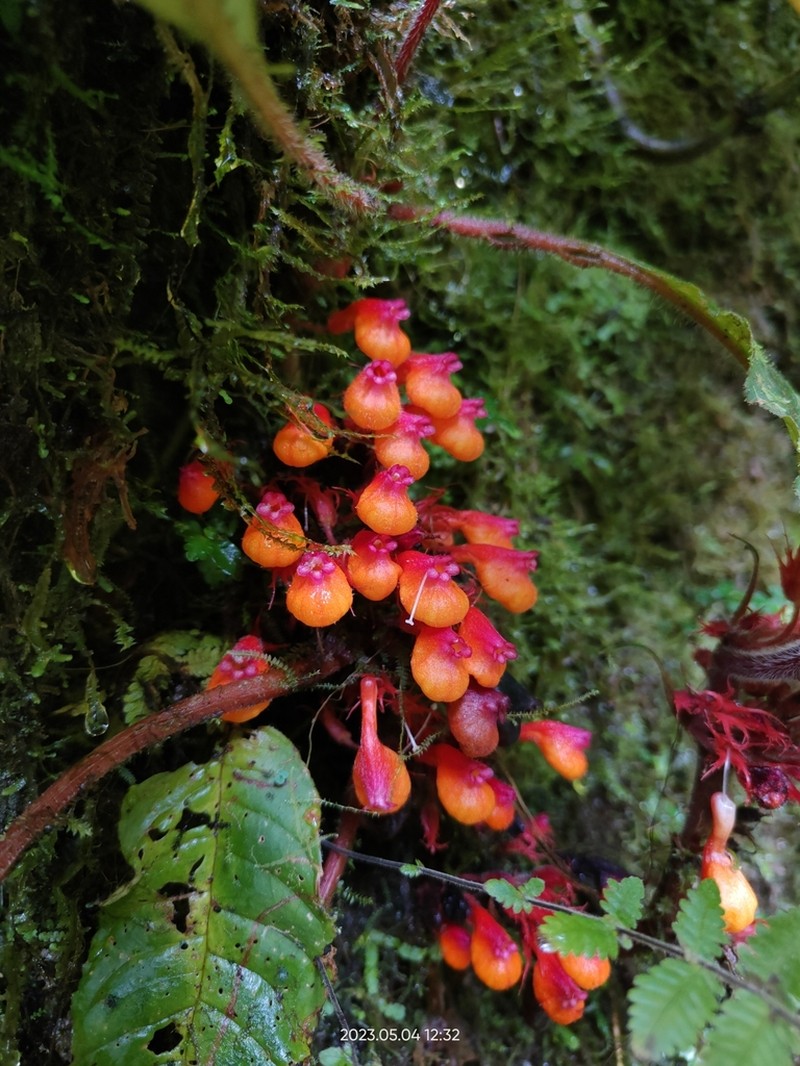 Trichodrymonia splendens photo 2