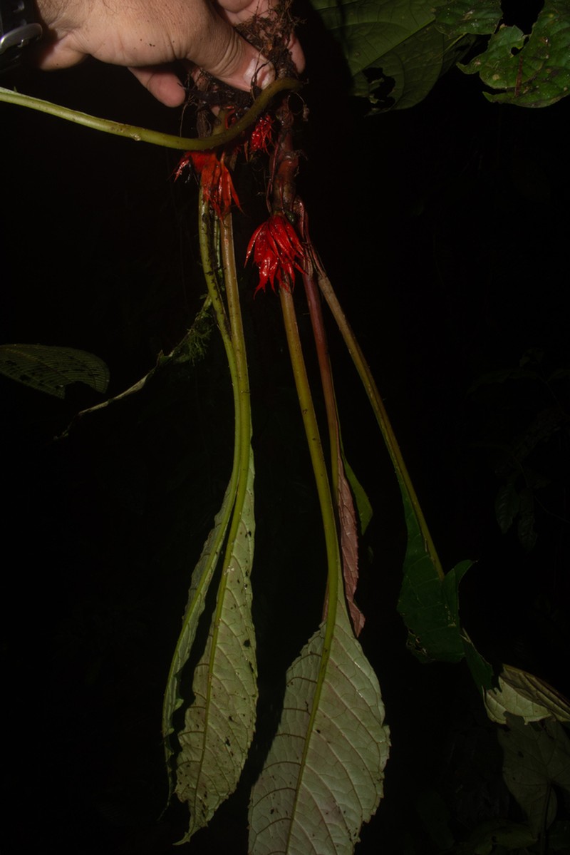 Trichodrymonia splendens photo 3