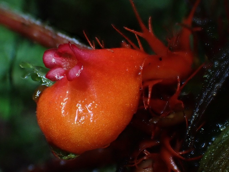 Trichodrymonia splendens photo 5