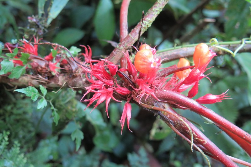 Trichodrymonia splendens photo 6