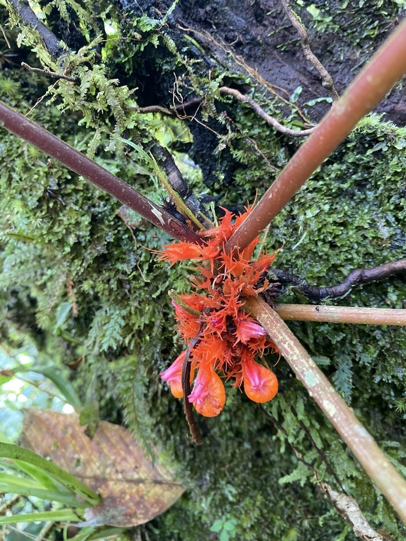 Trichodrymonia splendens photo 8