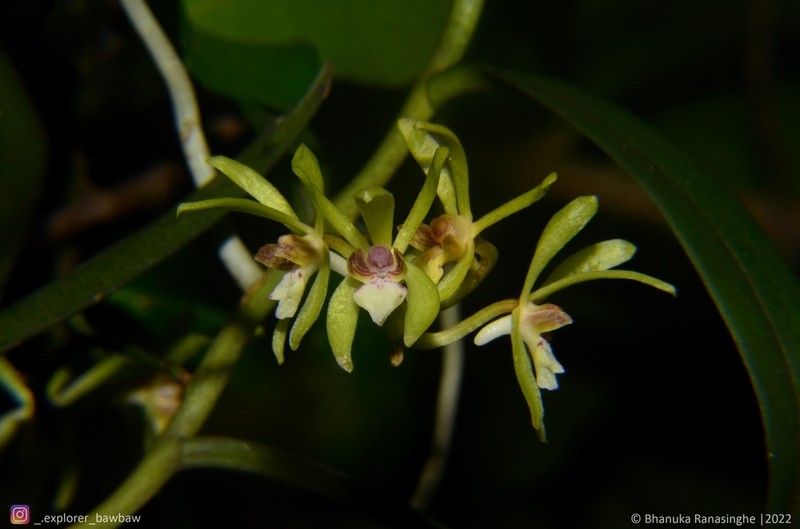 Trichoglottis longifolia