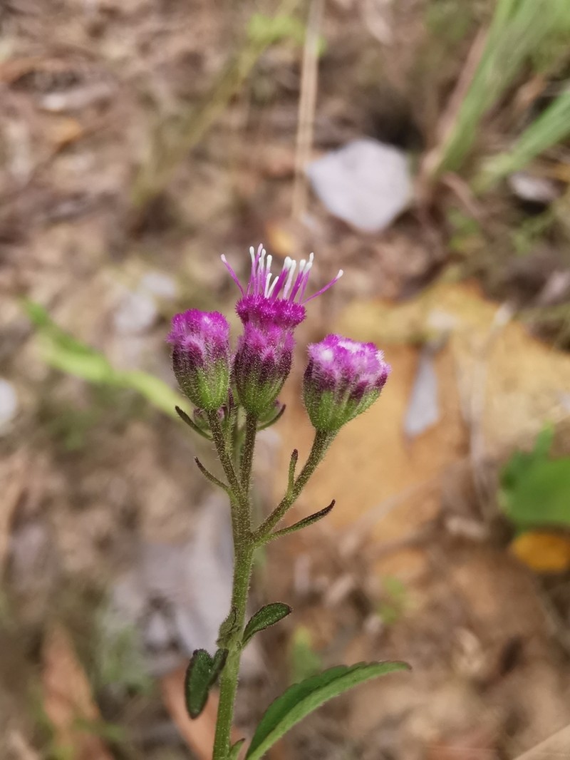 Trichogonia arguta