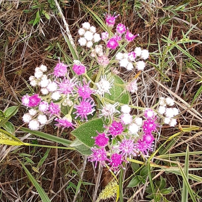 Trichogonia arguta photo 2